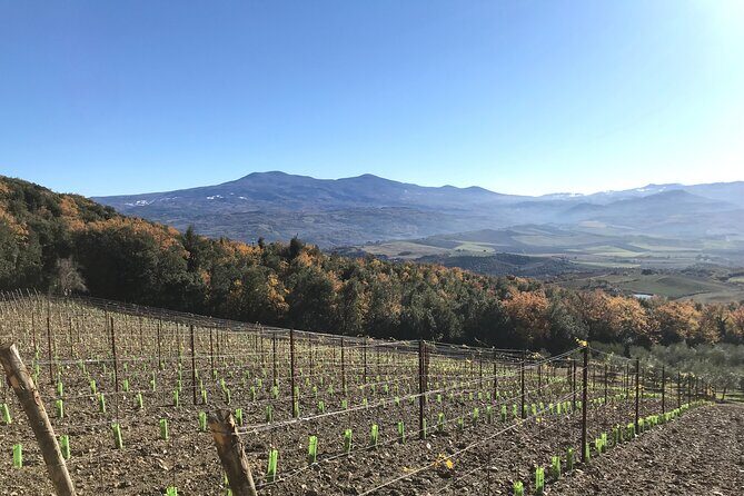 Discover Brunello Wines with DiWine Experience - Lunch in Tuscany: The Pairing Benefit You Don’t Want to Miss