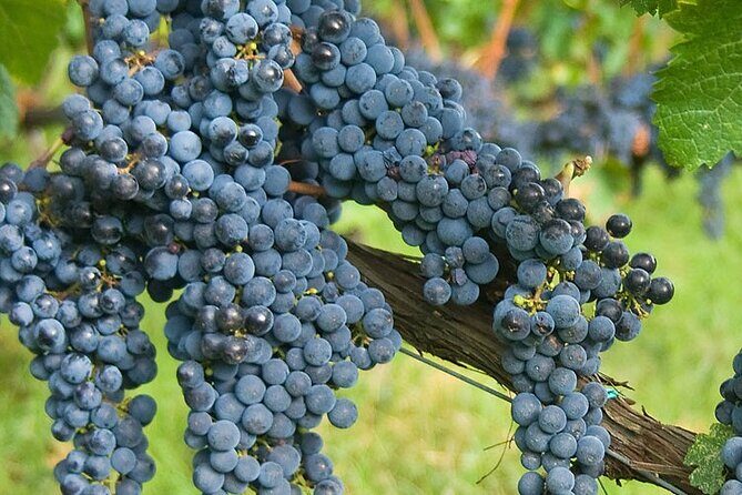 Discover Chianti Classico Wines DiWine Experience - Comfort and Timing: The Hidden Value of the Vehicle