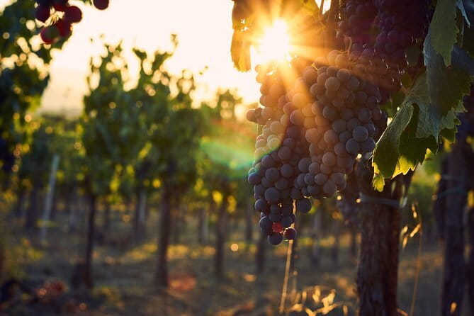 Discover Chianti: Half-Day Tour - Winery Time in Chianti: Two Tastings Without the Rush