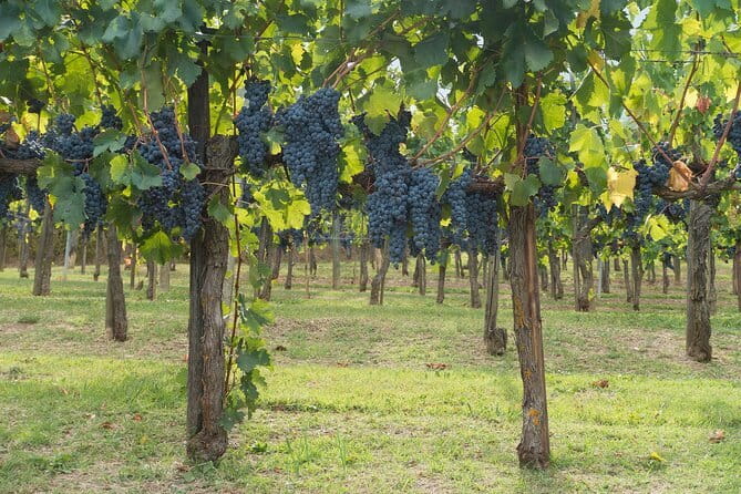 Discover Chianti: Half-Day Tour - How Private Tours Feel in Tuscany: Group Size and Scheduling