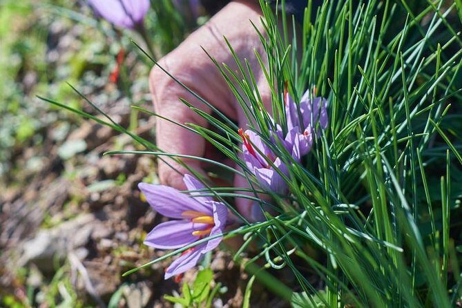 Discover Montalcino through its best productions: Brunello & Saffron!! - Who this tour is best for (and who may want a different option)