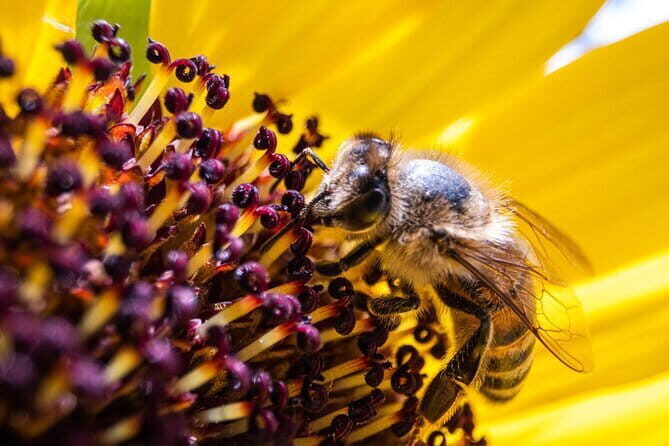 Discovering Bees in Volterra - Key Highlights You Should Know Before You Go