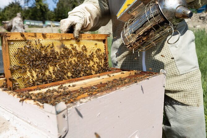 Discovering Bees in Volterra - Walking in, Tools From the 1970s, Then Straight to the Hive