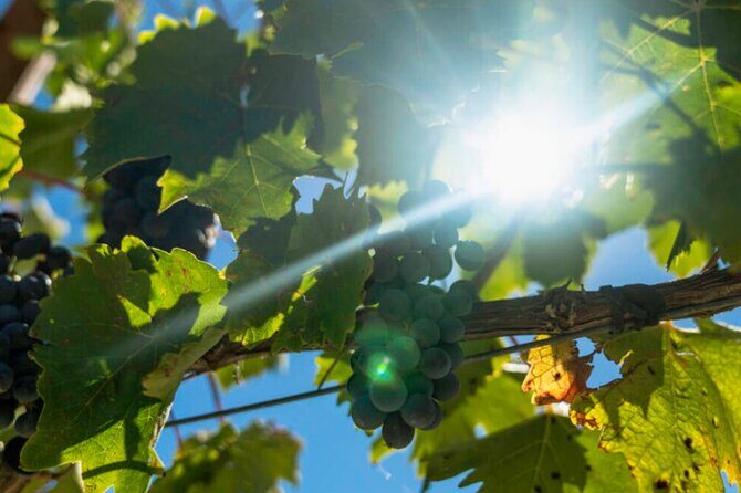 E-bike tour with tasting in the hills of Lucca - Your 9:00 am start in Capannori: how the timing works