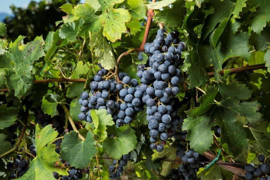 Exclusive Chianti Rufina Half-Day with lunch from Florence - Practical tips so you enjoy every pour (not just the ride)