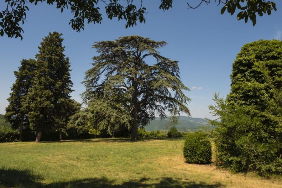 Exclusive Chianti Rufina Half-Day with lunch from Florence - Olive oil tasting: the palate trainer you’ll be glad is included