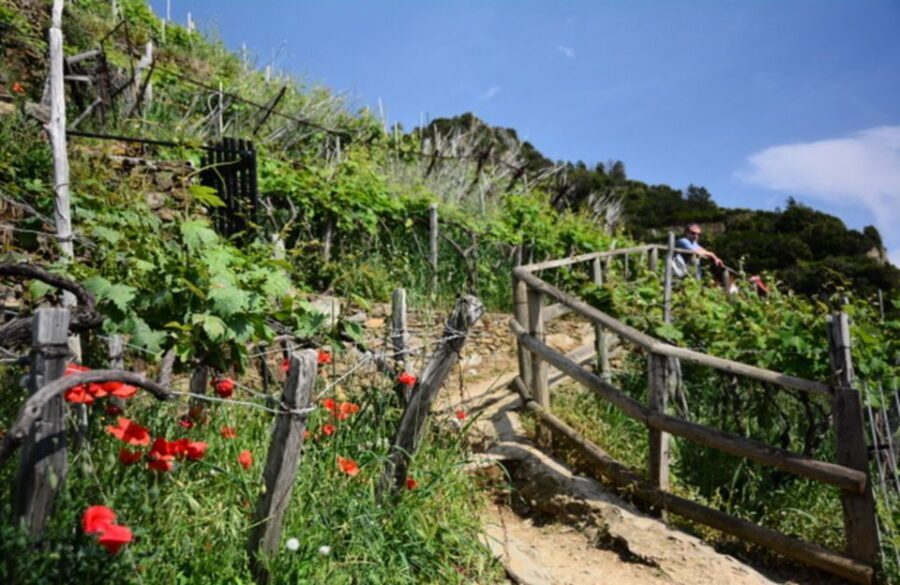 Exclusive Cinque Terre Day Trip from Florence - Key takeaways before you go