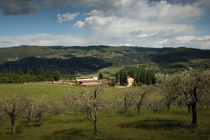 Exclusive lunch, Winery tour, Organic wines in Chianti Classico - Organic wine tasting: what you should expect from the glasses