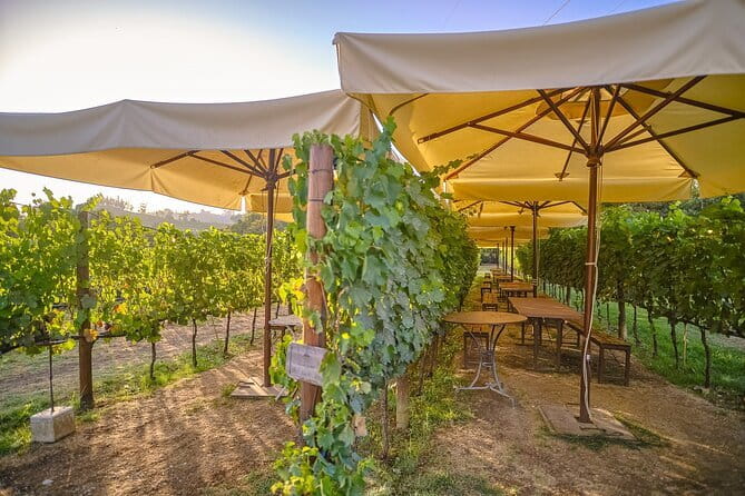 Exclusive Winery Tour with Tasting and Dinner in Chianti vineyard - Comfort Tips That Matter on a 6.5-Hour Chianti Schedule