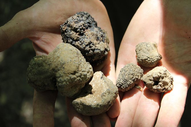 Experience Tuscan Truffle Hunting with Wine and Lunch - Starting at Tenuta Torciano in Ulignano (San Gimignano’s quiet side)