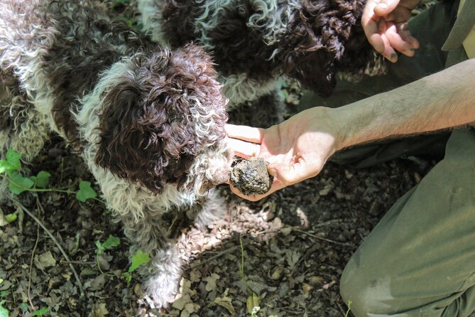 Experience Tuscan Truffle Hunting with Wine and Lunch - The four-course lunch or dinner: Tuscan food with truffle flavor built in