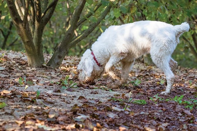 Experience Tuscan Truffle Hunting with Wine and Lunch - Wine tasting that feels like part of the family business