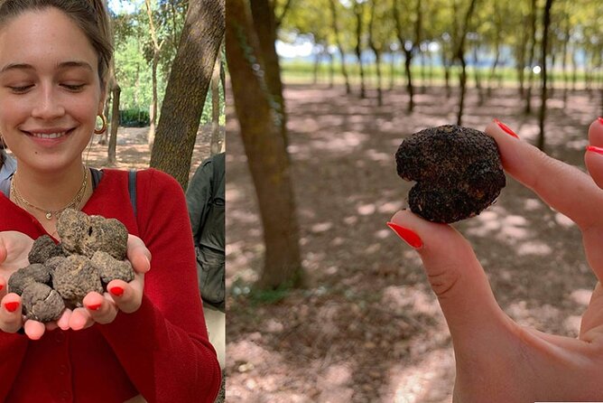 Experience Tuscan Truffle Hunting with Wine and Lunch - Value check: is $380 worth it for a half-day?