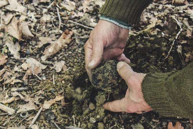 Experience Tuscan Truffle Hunting with Wine and Lunch - Who should book this, and who might not love it