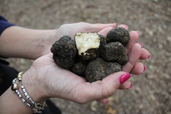 Experience Tuscan Truffle Hunting with Wine and Lunch - When you get to dig: the moment it turns real