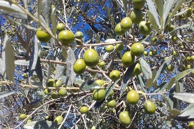 Extra Virgin Olive Oil Experience - Key Highlights You’ll Actually Notice