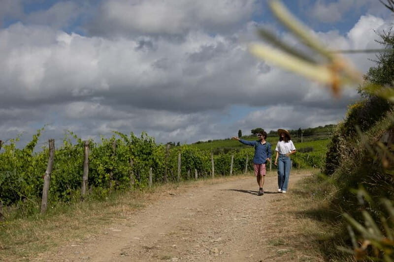 Florence: Hiking Tuscany & Chianti wine 3 wineries and lunch - What You Actually Learn: wine, olive oil, and even saffron