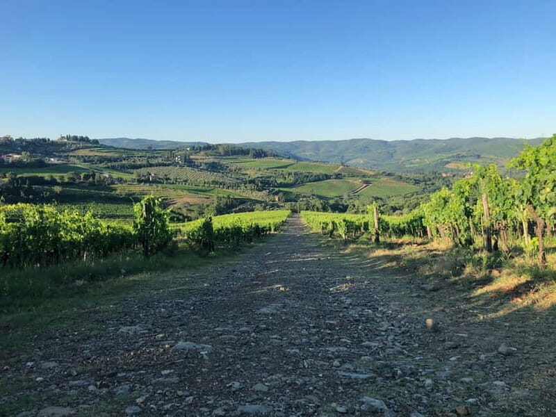 Florence: Hiking Tuscany & Chianti wine 3 wineries and lunch - Value Check: is €233-something worth it?