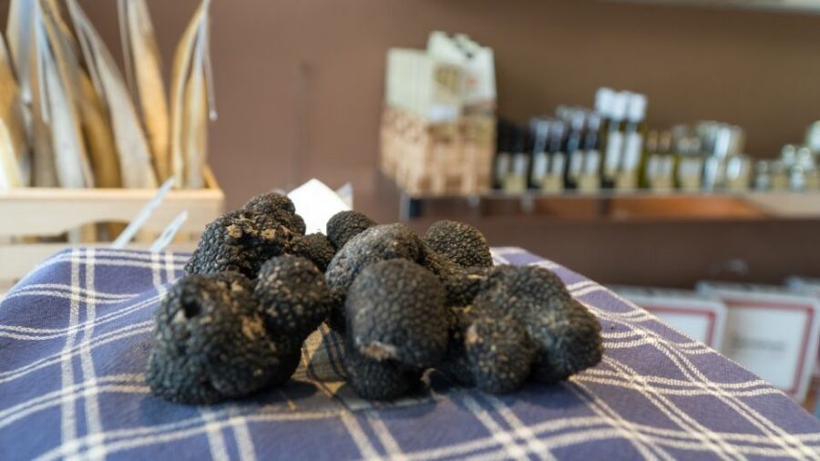 Florence: Truffle Hunting and Vinci with Lunch and Winery - Key highlights worth planning for