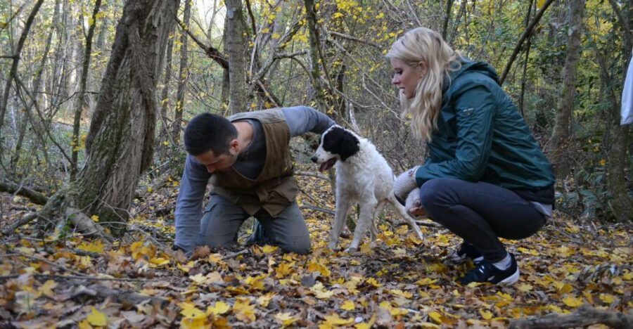 Florence: Truffle Hunting, Lunch, and Wine Tasting Tour - The truffle hunt in San Miniato: watching the real search