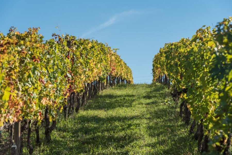 Florence: Tuscany Chianti Winery Private Day-Trip with Lunch - The Cassia Vetus countryside drive: why it matters for wine tasting