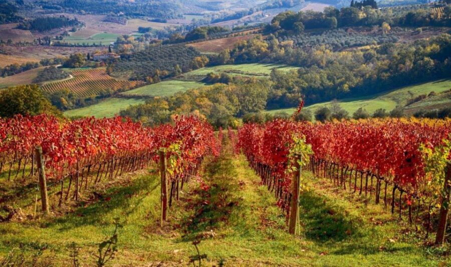 Florence: Tuscany Chianti Winery Private Day-Trip with Lunch - Medieval cellars, oak barrels, and three Chianti Classico pours