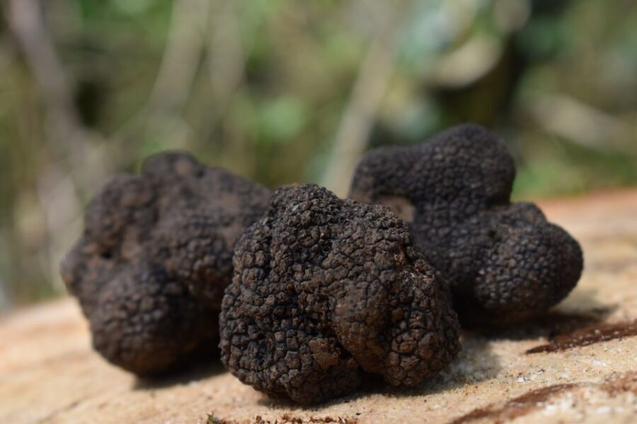 Florence: Tuscany Truffle Hunt Culinary Adventure Tour - How to Prepare: Shoes, Clothes, and Food Needs