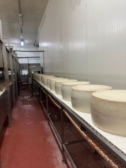 From Bologna: Parmesan, Vinegar, Lambrusco with Transfer - Price and value: what $356.85 buys for 7 hours