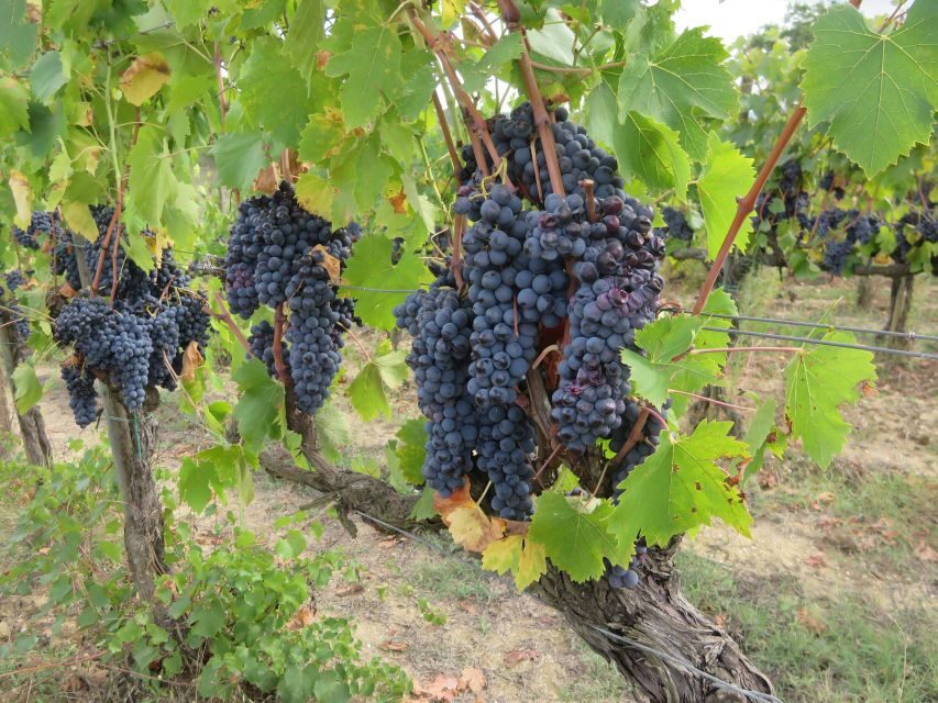 from Florence: All inclusive Tuscany Vespa Tour in Chianti - FAQ