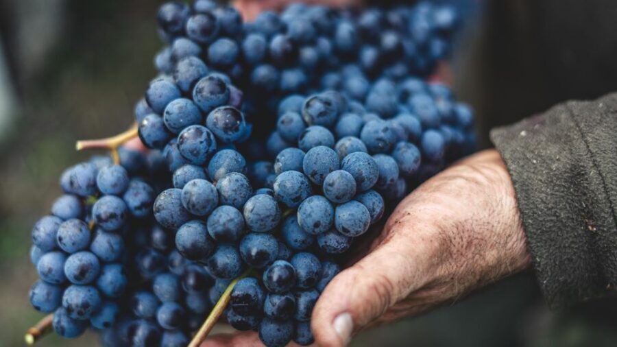 From Florence: Chianti Hills Half-Day Tour with Wine Tasting - Price and value: is $48 per person a good deal?