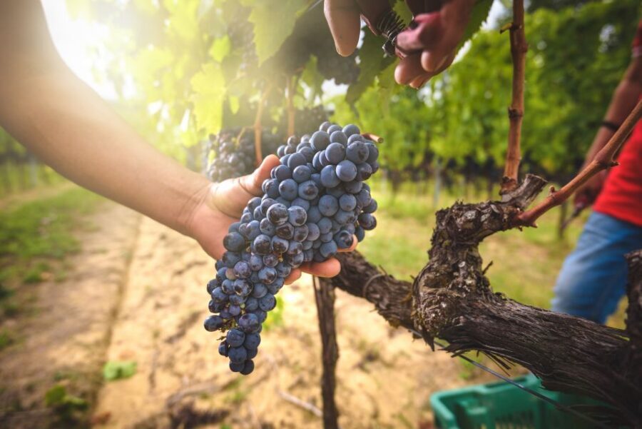 From Florence: Chianti, Montalcino & Montepulciano - Minivan - Why This Chianti–Montalcino–Montepulciano Loop Makes Sense