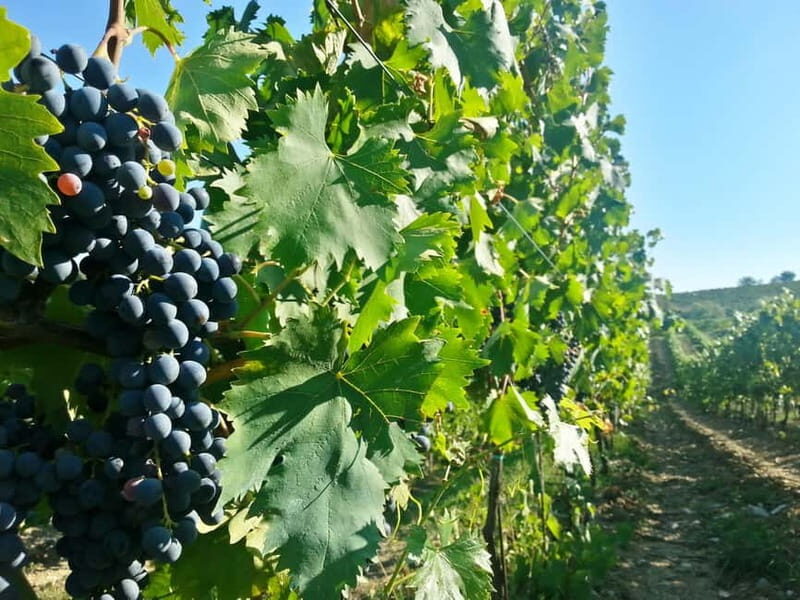From Florence: Chianti Self-Guided Vespa Tour with Lunch - Safety and insurance: what’s included, what’s on you