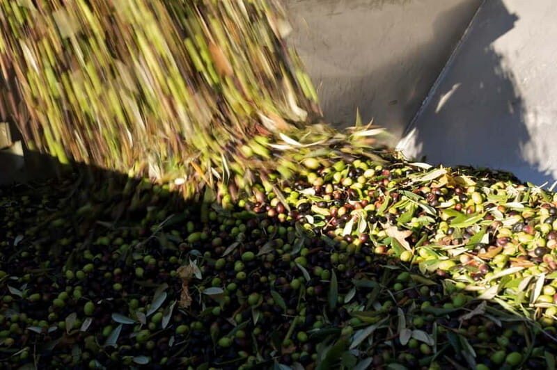 From Florence: Olive Oil Mill Tour and Tasting in Fiesole - The Tasting: Extra Virgin Olive Oil, Monocultivar Focus