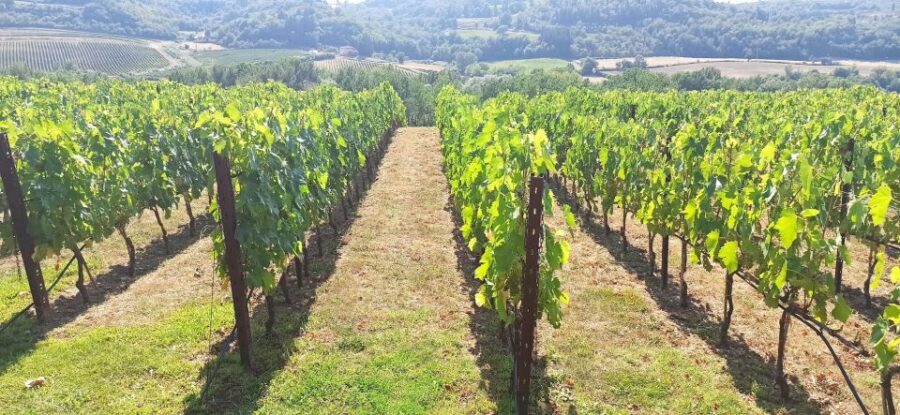 From Florence: Pisa/Chianti Half Day Tour with Wine Tasting - The road to Chianti: vineyards, cypress lines, and medieval stops
