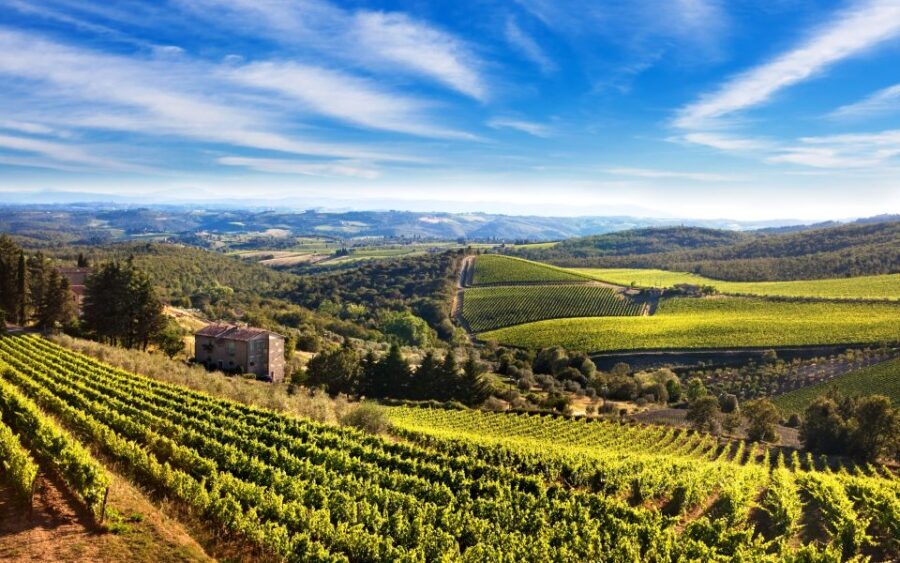 From Florence: Private Half-Day Chianti Tour & Wine Tasting - The historic estate visit: vineyards, cellars, and how the winemaker shapes the experience