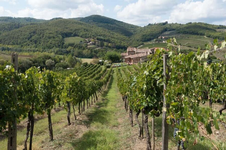 From Florence: Private Half-Day Chianti Tour & Wine Tasting - Five-wine tasting and local pairings: how to taste without rushing
