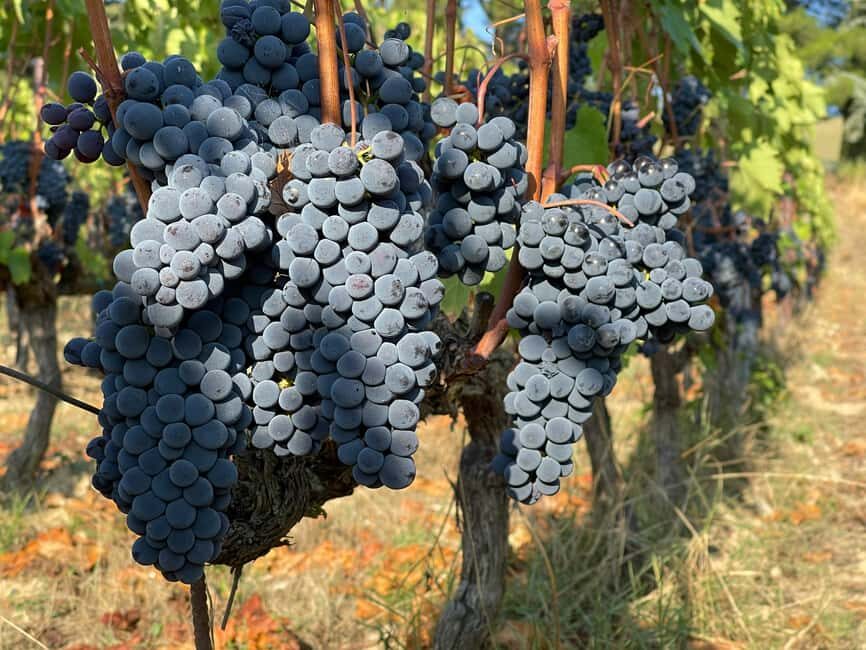 From Florence: Private Half-Day Chianti Tour & Wine Tasting - Practical tips for a smooth half-day in Chianti