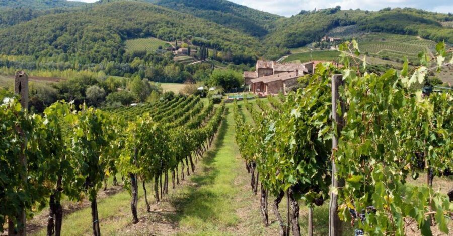 From Florence: Private Wine Tasting Tour in Chianti - Stop 2: terrace lunch with food-and-wine pairing attention