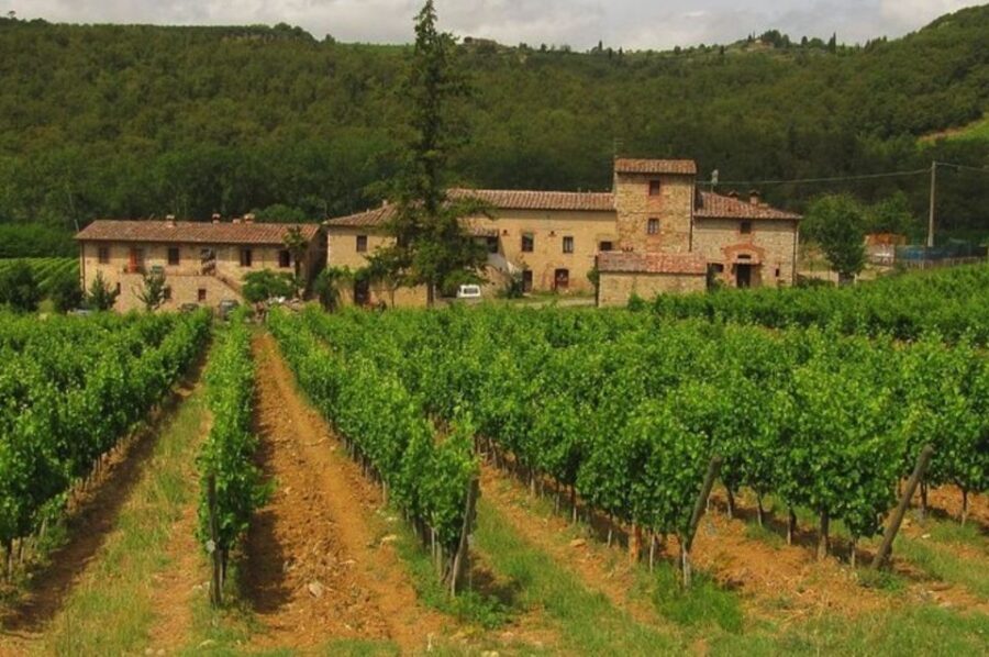 From Florence: Private Wine Tasting Tour in Chianti - What you’ll taste: Chianti classico, Vinsanto, Grappa, and olive oil