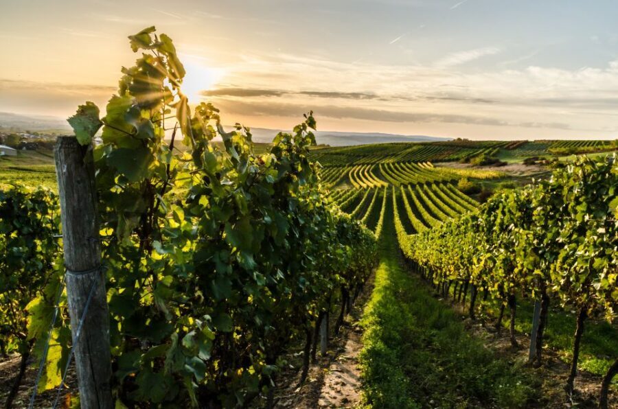 From Florence: Semi Private Deep Wine Chianti San Gimignano - Who this tour suits best (and who should consider alternatives)