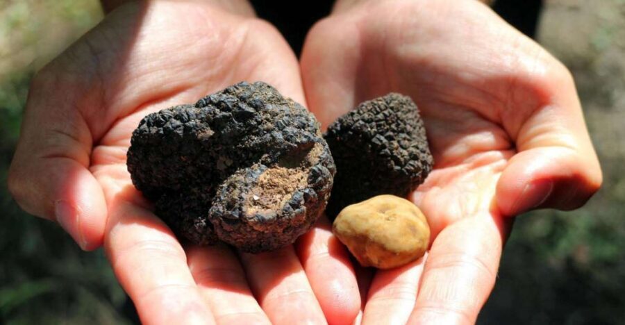 From Florence: Truffle Hunting with Lunch & Transportation - What You Learn During the Truffle Hunt (Beyond the Find)