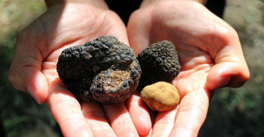 From Florence: Truffle Hunting with Lunch & Transportation - Price and Value for a 2-Person Group (and Why It’s Not Just a “Deal” Tour)