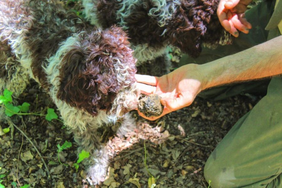 From Florence: Truffle Hunting with Lunch & Transportation - Getting From Florence to the Countryside Without a Rental Car