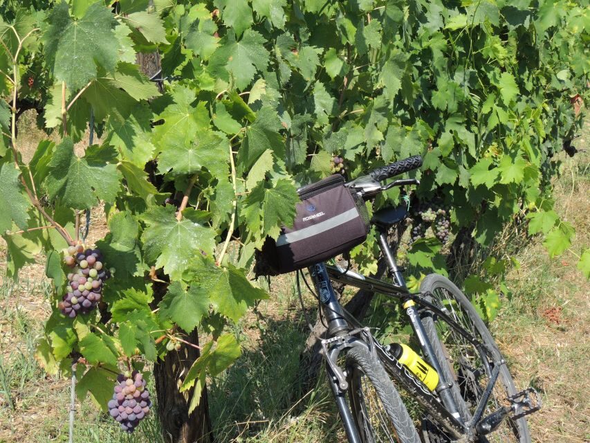 From Florence: Tuscan Hills Biking with Farm Tour and Lunch - The ride back: mostly downhill, with time to breathe