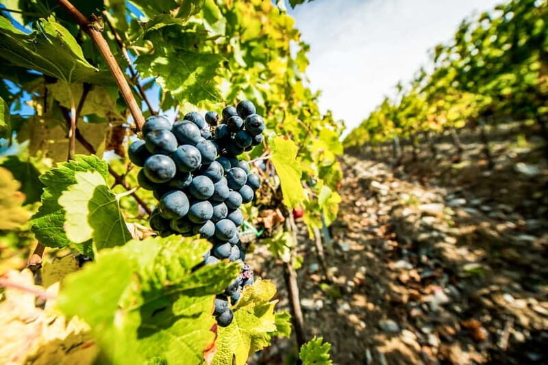 From Florence: Tuscany Wine & Food Tour with Guide - What this Tuscany wine tour gets right from Florence