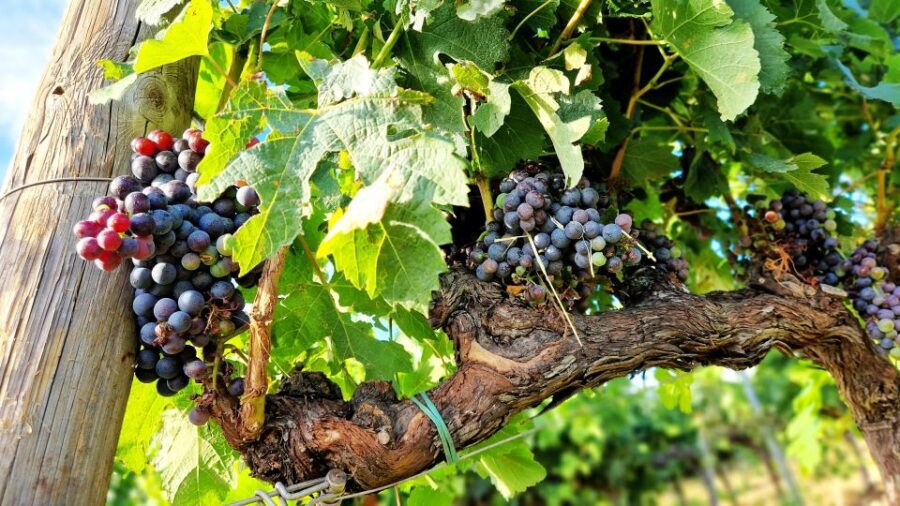 From Siena: Chianti Wine Tour with Lunch - Who should book this Chianti tour (and who should skip it)