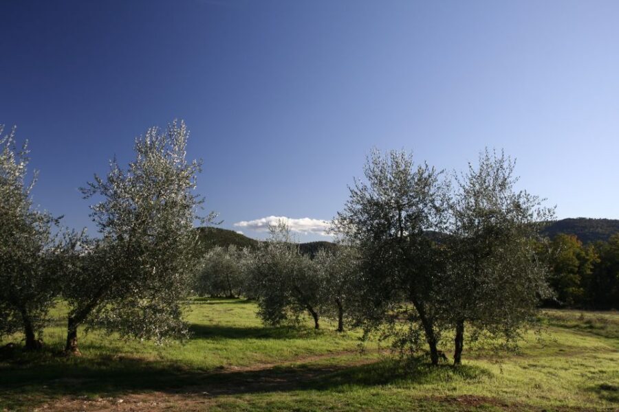 From Siena: Chianti Wine Tour with Lunch - Hilltop towns: cobblestone walking and small shops for real purchases