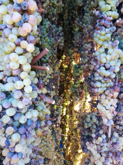 From Siena: Chianti Wine Tour with Lunch - Lunch with wine: the part that makes the day feel distinctly Tuscan