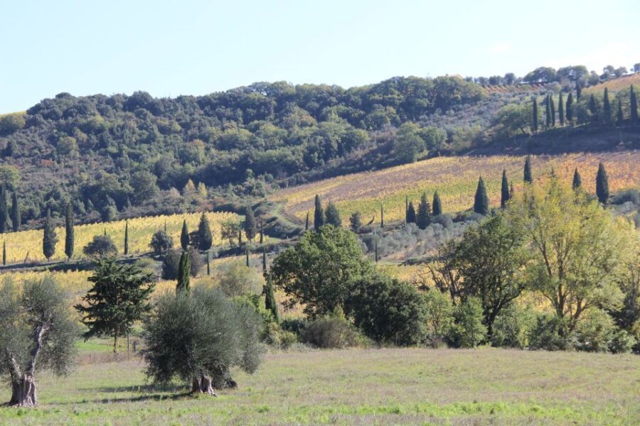 From Siena: Chianti Wine Tour with Lunch - How to handle the wine: a sane plan for tastings all day