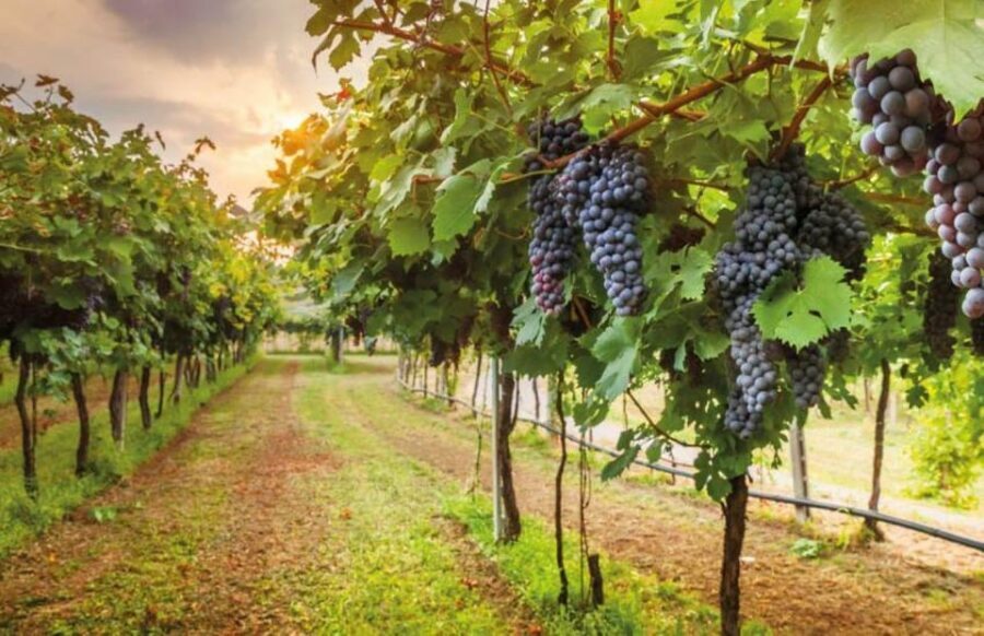 From Siena: San Gimignano, Chianti, and Montalcino Day Trip - Key things to notice before you go